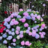 园林30年，我狠心淘汰了大半花草，庭院只留这5种，越养越上瘾，新手直接抄