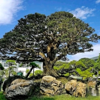 [Journal of Environmental Management]依托小型生态踏脚石提升城市生态连通性——破