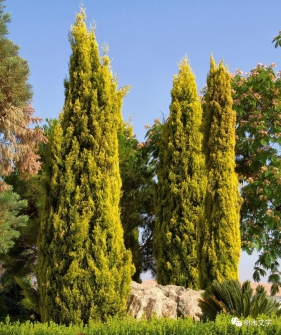 园林中常用的彩色针叶树品种及其搭配应用