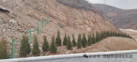 山体边坡绿化优选｜四季常青，荒山、道路护坡绿化的实力派树种