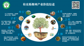 这棵树的价值在中国被严重低估，每个部位利用好了都可以带动一个产业，孵化很多企业
