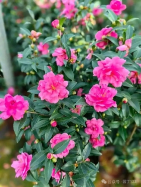 青岛地区冬季开花的树种（4）