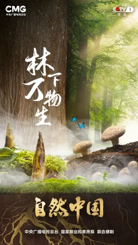 6.5亿亩林地、1万亿产值！林下万物给出的中国答案