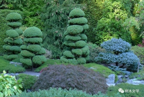 用彩色针叶树造景