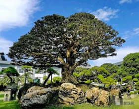 [Journal of Environmental Management]依托小型生态踏脚石提升城市生态连通性——破