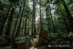 政府工作报告连续两年点名！林下经济站上风口，未来怎么干？这篇讲透了