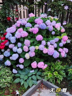 园林30年，我狠心淘汰了大半花草，庭院只留这5种，越养越上瘾，新手直接抄