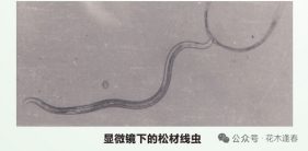 松材线虫病防治技术方案
