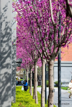这款紫荆树，领跑全国校园绿化！