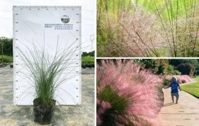 【园林植物】25种草本园林植物应用（你设计用的什么植物？）