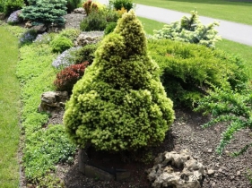 十款惊艳四季的彩色针叶树推荐，打造四季不落幕的花园剧场