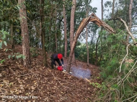 刻不容缓！松材线虫如何防治呼吁！
