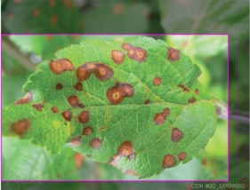 智慧农业之植物叶片病虫害识别图像数据集 马铃薯叶片病虫害 土豆叶片病虫害 葡萄叶片