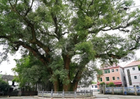 林业常见病害防治