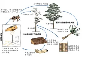 关于《全国松材线虫病疫情防控五年攻坚行动计划（2021-2025）》