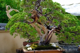 Seedance2.0神级提示词，6大场景模板汇总