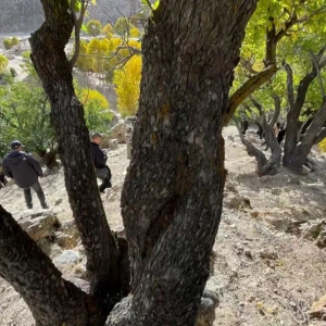 国储林及林下经济项目怎么推进？