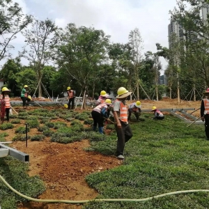 绿化工程专项施工方案