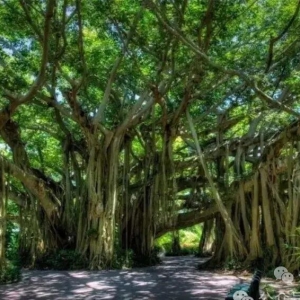 世界上最大的榕树，占地14400平方米，树根百年前早已腐烂