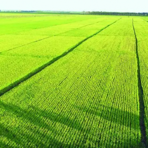 “十五五”时期，如何为智慧农业、农业农村现代化提速？（附《智慧农业建设指南》） ...