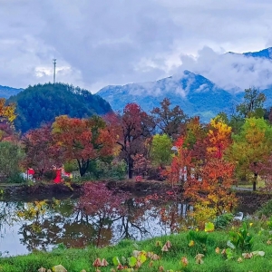 全国森林可持续经营与森林认证标委会“十四五”工作总结