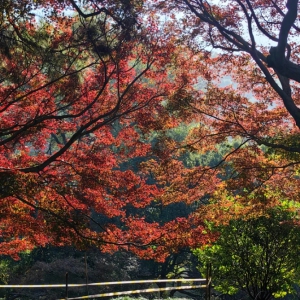 大公国际：城投公司布局乡村振兴——林下经济领域研究