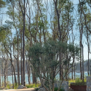 斑叶桉下的海角，一场景观的新生 » Secret Gardens