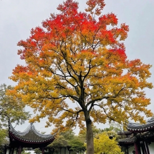 碳关税征收在即！新规解析及应对