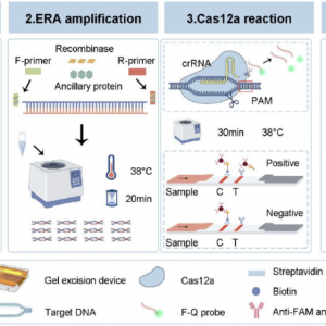 中国林科院 | 热林所在桉树青枯病病原菌检测技术方面取得新进展 ...