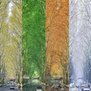 南北方园林养护月历汇编手册     原创      园艺先生        赵博士园林绿化 ...