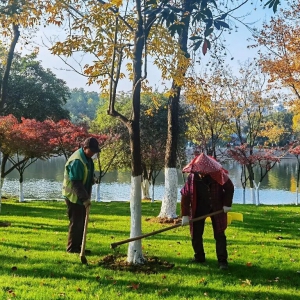 园林养护秋冬季清园工作指南