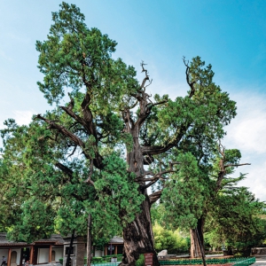 中国有三棵“树老祖”：一棵轩辕柏，一棵腹部藏佛，一棵全球唯一 ...