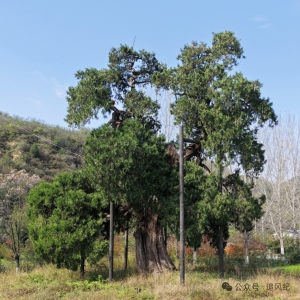 中华最古树丨五千岁老君柏，古树迁地保护的奇迹