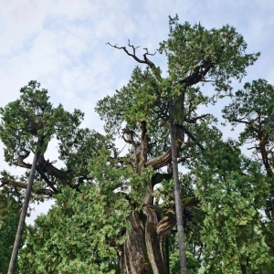中华最古树 l 穿越时空，五千年灿烂文明的见证者