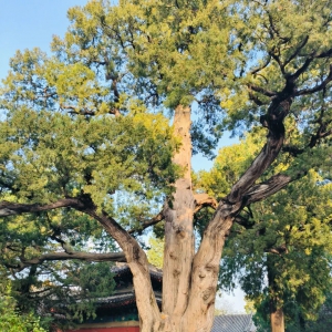 古树·第4期·大觉寺古树群（银杏&桧柏&侧柏&油松&国槐） ...