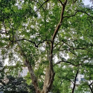 安全背景下的城市绿化树木更新技术指南