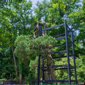 翻旧照想起东南大学那棵六朝松         1500年了还站得笔直