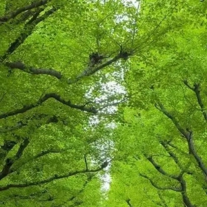 图解行道树修剪整形技术手册