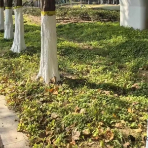 关于树干涂白剂常见问题的问与答