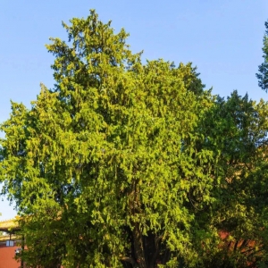 古树名木保护 | 北京中轴线坛庙里的古树名木