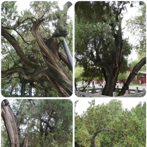 岱庙千年古树集萃