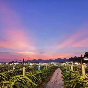 广西农业：手机种地，“滴滴”农机链东盟