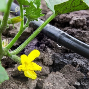 【智慧农业篇】水肥灌溉一体化解决方案