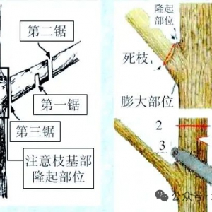 树木三锯法的作用与意义