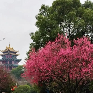 重庆市园林绿化精细化管护月历（1-12月）