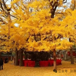 城市古树名木保护管理办法