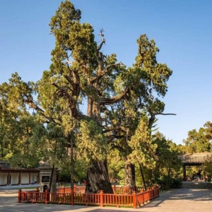 全国最美古树（侧柏篇）丨一株古柏，就是一部凝固的史书，镌刻着天地人和的永恒密码 ...