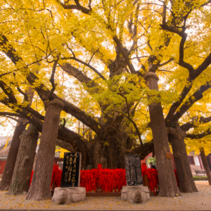 山东省现存超两千年的古树丨它们不仅是一棵树，更是一部活着的中华史诗 ...