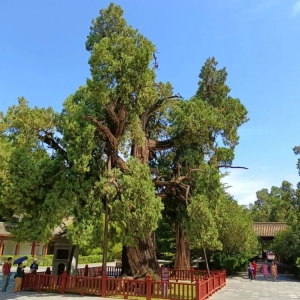 中国十大名树丨每一棵古树都是一部活着的史书，它们用年轮记录 ...