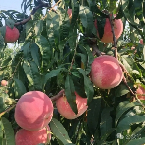 智慧农业赋能桃园种植的技术应用与实践探索